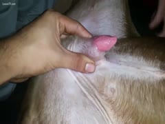 Making fun of the dog